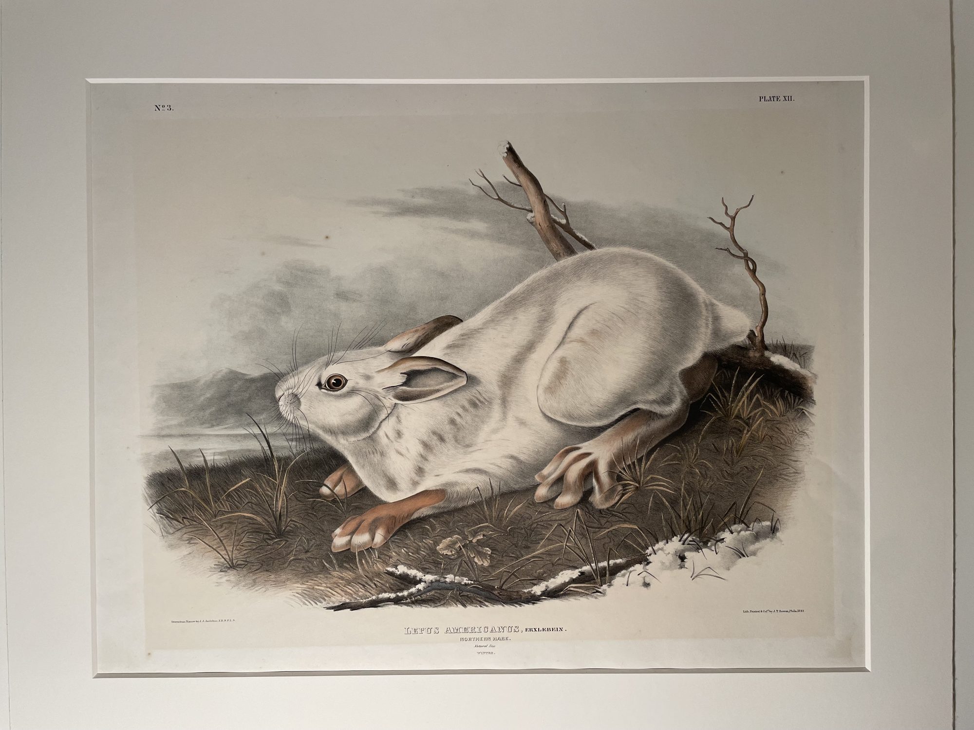 Lepus Americanus (Northern Hare)
